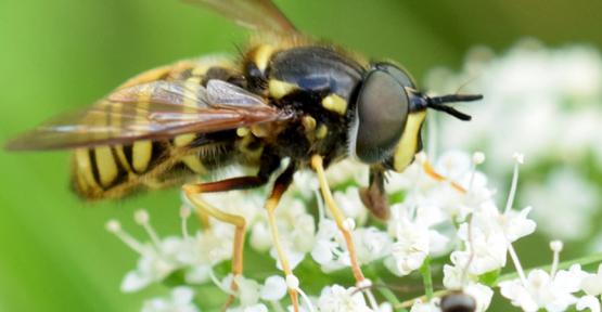 Chrysotoxum fasciolatum - Karin Oving (source : observation.org)