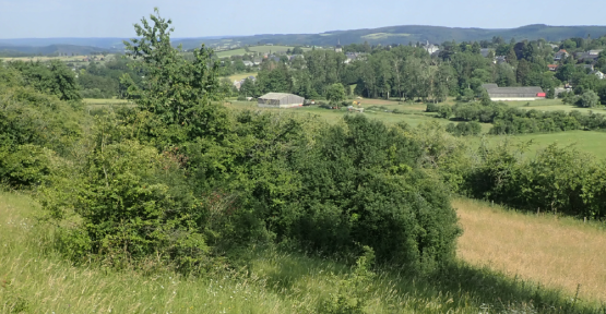 Le bocage en vallée de la Wimbe