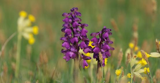 Orchis Bouffon