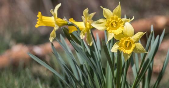 Jonquilles