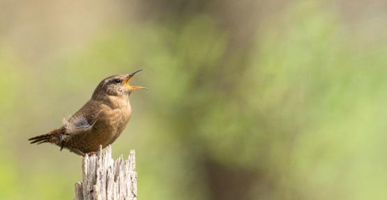 Oiseau qui chante