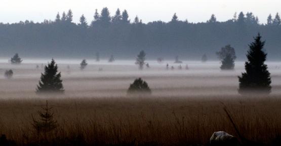Paysage dans le brouillard.