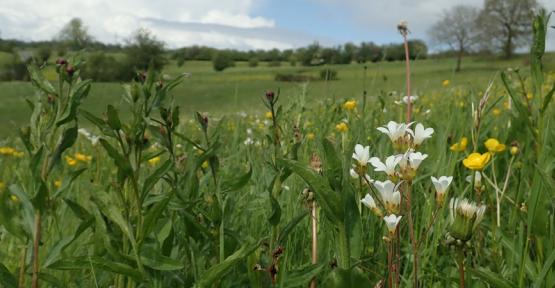 Vue sur une prairie