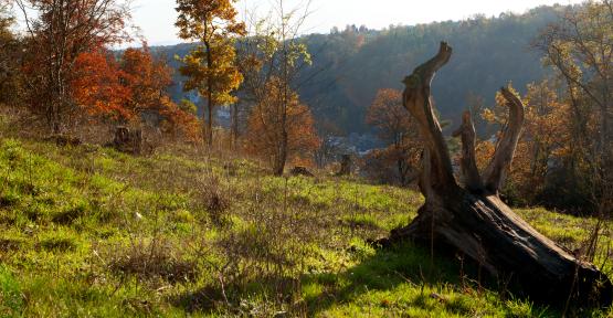 Arbre mort.