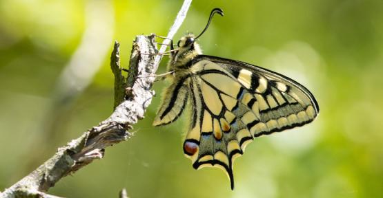 Machaon