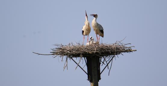 Des cigogneaux dans la réserve naturelle de la Haute-Sambre ! 