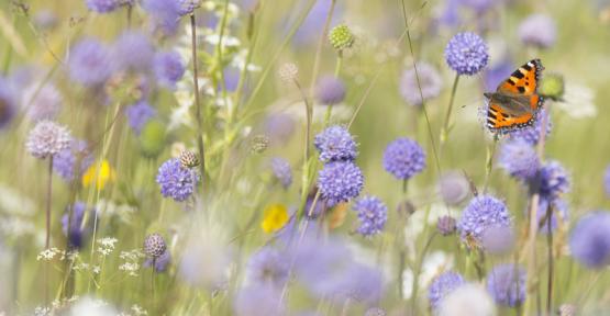 Prairie fleurie et papillon