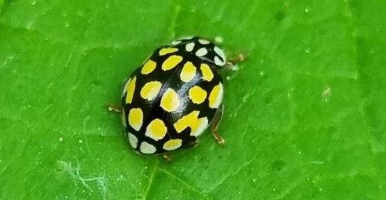 Une coccinelle à vingt points, ou coccinelle des aulnes (Sospita vigintiguttata)