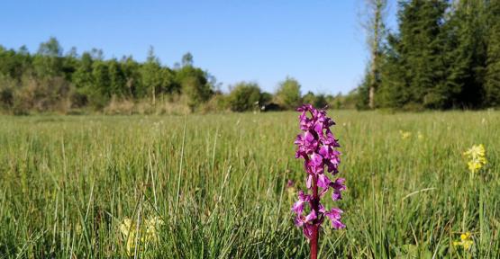 Pré de fauche de la réserve de Breuvanne avec horchis à l'avant plan 