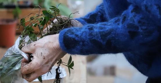 Personne en train d'emporter une plantes sauvages indigènes