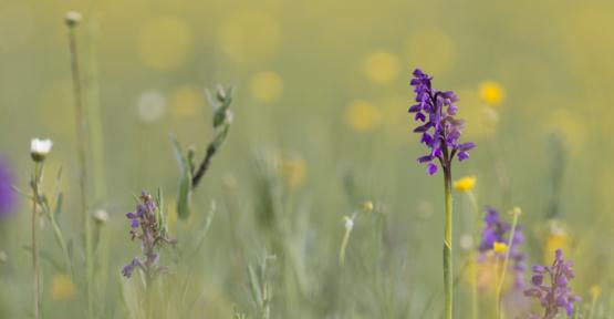 Prairie fleurie