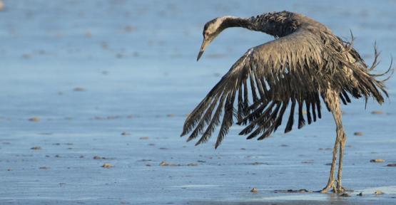 Grue et grippe aviaire