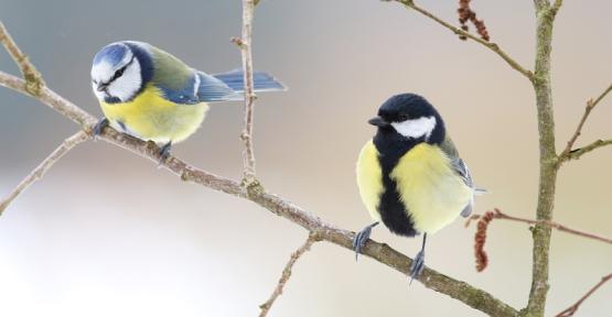 Recensement hivernal des oiseaux de jardin