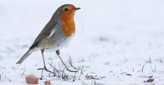 Recensement hivernal des oiseaux de jardin