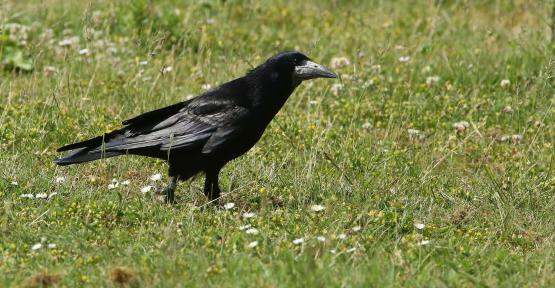 Gros plan sur un corbeau freux 