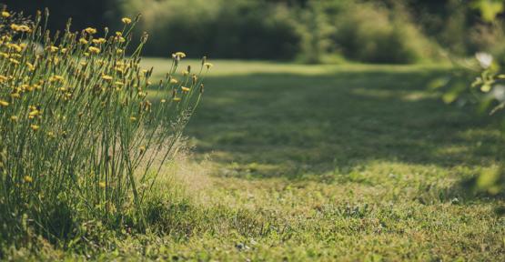 Jardin avec pelouse tondue et un carré d'herbes folles