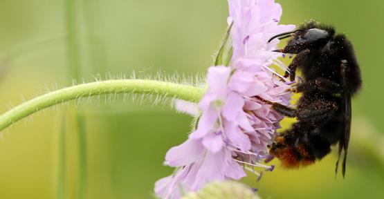 Bombus rupestris