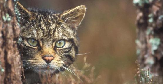 Chat sylvestre