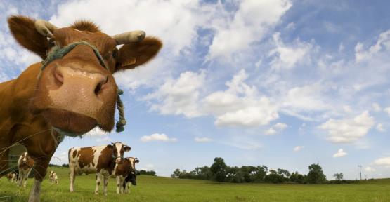 Vaches en prairie