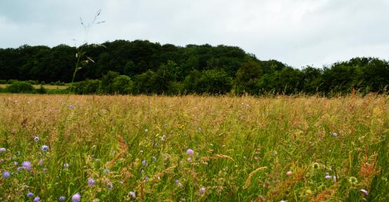 Prairie de Jean-Jacques Cailteux en province de Luxembourg