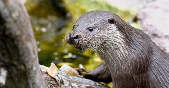 Loutre dans la Semois