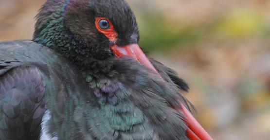 Portrait d'une cigogne noire