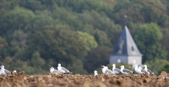 Paysage agricole : champ, goélands, église, forêt
