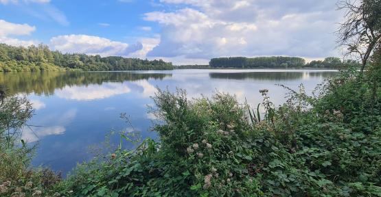 Marais d'Harchies