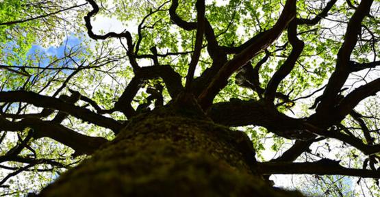 Arbre vu du bas