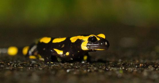 Salamandre