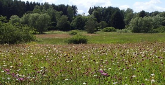prairies fleurs