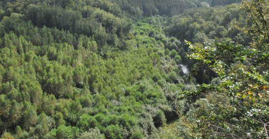 Vallée des Aleines