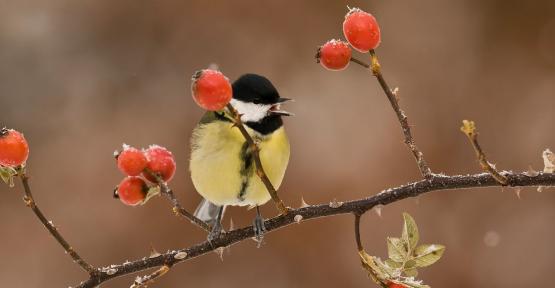 Mésange charbonnière