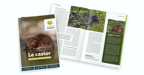 Magazine Natagora 125 : Le castor, architecte ou trouble-fête ?