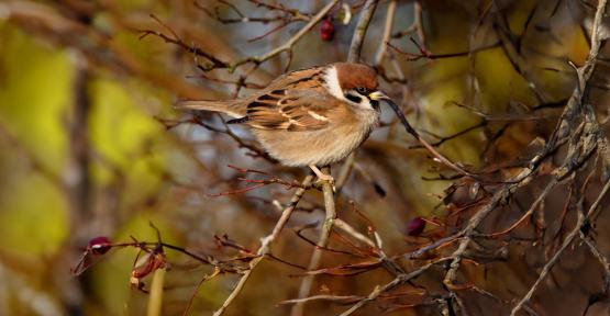 moineau friquet