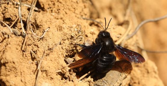 Le xylocope panard, une nouvelle abeille pour la Belgique