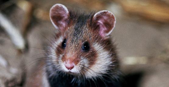 grand hamster 