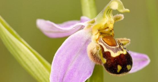 magnifique orchidée aux airs d’abeille