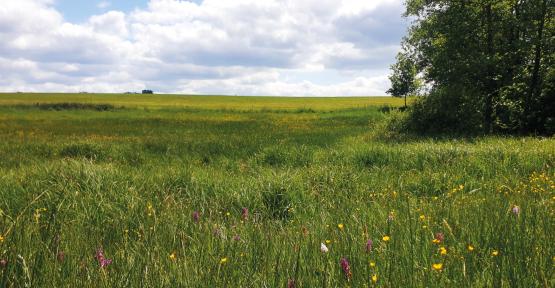 Prairie de Olivier et Philippe Leurquin (Salles, Chimay)