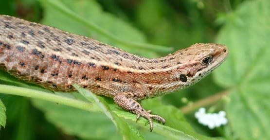 lézard vivipare