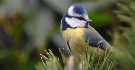 Migration exceptionnelle de mésanges bleues