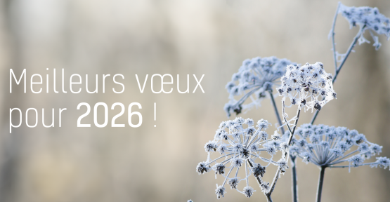 Meilleur vœux pour 2026 