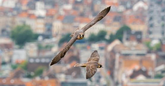 Photo de couverture du magazine Natagora 130 - Faucons pélerin (Falco peregrinus ) - Thomas Jean