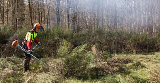 Agent de terrain en train de couper du genêt