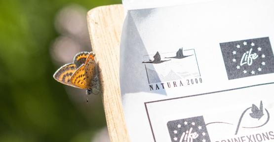 Papillon sur un dossier LIFE