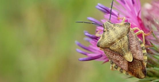 Carpocoris fuscispinus © H. Baltus