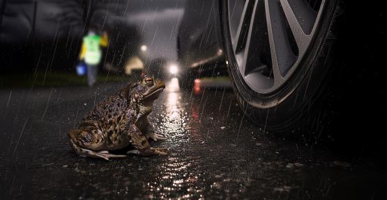 batracien qui tente de traverser 