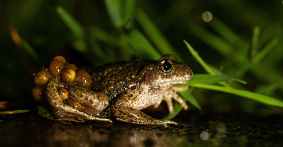 Alyte accoucheur - Karl Gillebert