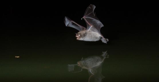 Myotis Daubentoni en pleine chasse sur l'eau (Benny Odeur)