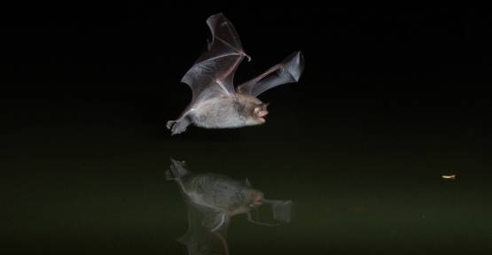 Myotis Daubentoni en pleine chasse sur l'eau (Benny Odeur)